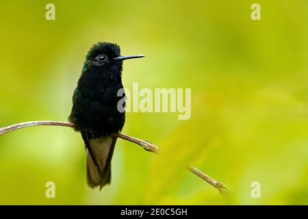 Black-Bellied Hummingbird, Eupherusa nigriventris, rare endemic hummingbird from Costa Rica, black bird sitting on a beautiful green flower in tropica Stock Photo