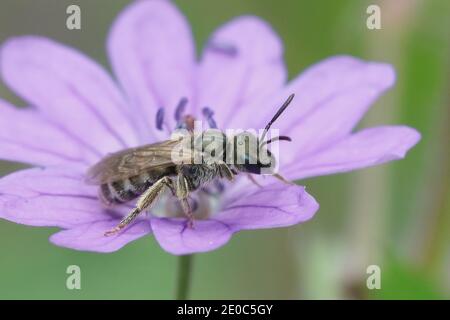 This female small and shiny bronze or furrow bee ( Lasioglossum nitidulum ) is frequently found on Hedgerow Crane's-bill ( Geranium pyrenaicum ) in th Stock Photo