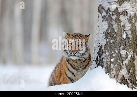 Tiger, cold winter in taiga, Russia. Snow flakes with wild Amur cat. Wildlife Russia. Tiger snow run in wild winter nature. Siberian tiger, action wil Stock Photo