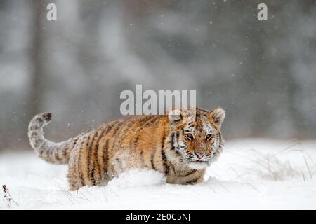 Tiger, cold winter in taiga, Russia. Snow flakes with wild Amur cat. Wildlife Russia. Tiger snow run in wild winter nature. Siberian tiger, action wil Stock Photo