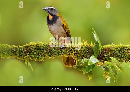 Buff-throated Saltator, Saltator maximus, exotic bird sitting on the branch in the green forest. Tropic tanager in the nature habitat at Costa Rica, C Stock Photo