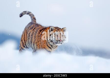 Tiger, cold winter in taiga, Russia. Snow flakes with wild Amur cat. Wildlife Russia. Tiger snow run in wild winter nature. Siberian tiger, action wil Stock Photo