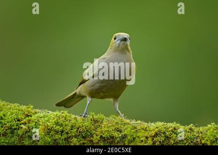 Palm Tanager, Thraupis palmarum, bird in the green forest habitat, Costa Rica. Dark green forest, tanager in the nature habitat. Wildlife scene from t Stock Photo