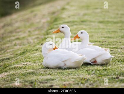 Pekin or White Pekin ducks laying on the grass looking at the camera Stock Photo