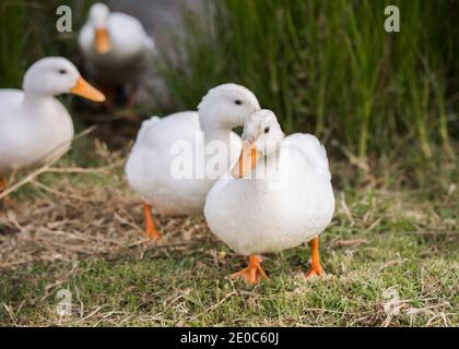 Pekin or White Pekin ducks walking towards the camera Stock Photo