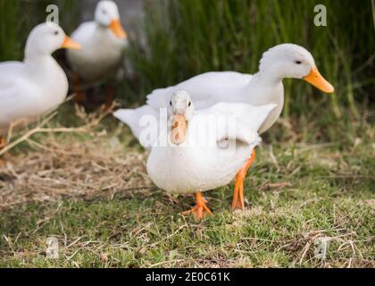 Pekin or White Pekin ducks walking towards the camera Stock Photo