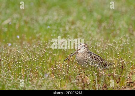Pin-tailed snipe or pintail snipe, Gallinago stenura, Sri Lanka, Asia. Bird hidden in the grass. Stock Photo