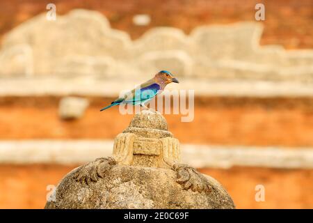 Indian Roller sitting on the stone with orange background. Birdwatching in Asia. Beautiful colorful bird in the nature habitat in Sri Lanka. Stock Photo