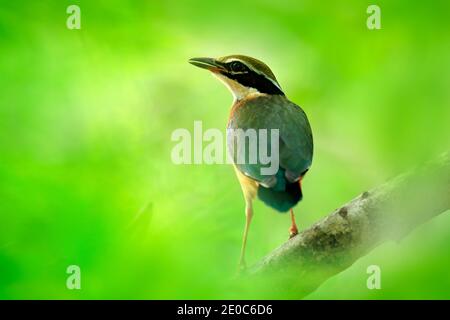 Indian pitta, Pitta brachyura, in the beautiful nature habitat, Yala National Park, Sri Lanka. Rare bird in the green vegetation. Animal from Asia. Stock Photo