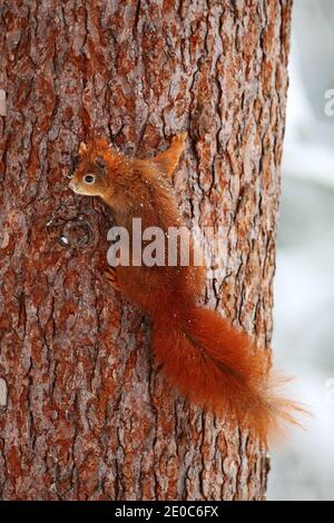 Cute red squirrel in winter scene with snow on the tree trunk. Wildlife scene from nature. Cold winter with orange animlal in the forest. Stock Photo