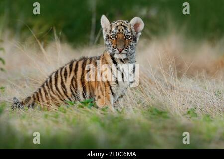 Amur Tiger Hunting in Green White Cotton Grass. Dangerous Animal