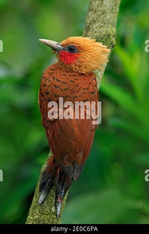 Chestnut-coloured Woodpecker, Celeus castaneus, brawn bird with red face from Panama. Wildlife scene from nature. Birdwatching in south America. Stock Photo