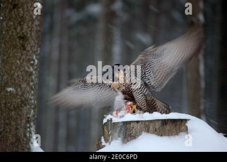 Peregrine Falcon sitting in autumn orange leaves and caught bird. Wildlife scene from nature. Bird behaviour in the cold winter. Falcon with kill dove Stock Photo