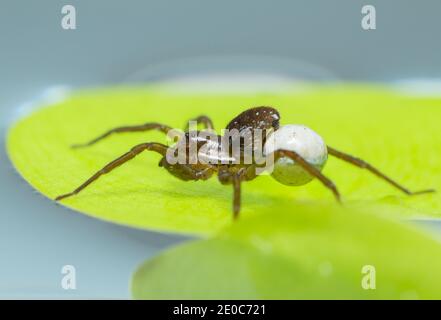 Pirate wolf spider (Pirata piraticus) Stock Photo