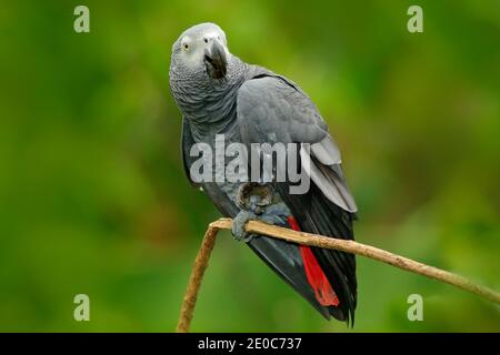 Detail portrait of beautiful grey parrot. African Grey Parrot, Psittacus erithacus, sitting on the branch, Africa. Close-up portrait of rare bird from Stock Photo