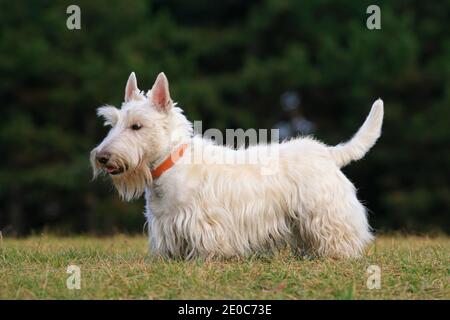 White scottish terrier, cute dog on green grass lawn. Terrier in the nature habitat.  Scene with pet in nature with forest on the background. Stock Photo