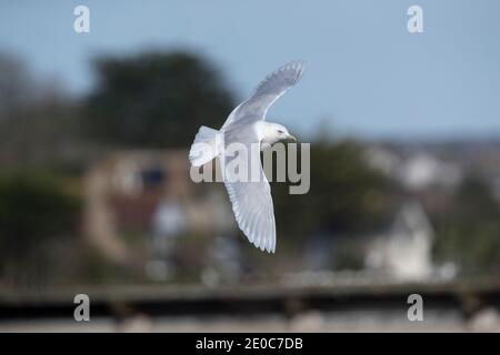 Iceland Gull; Larus glaucoides; In Flight; Cornwall; UK Stock Photo