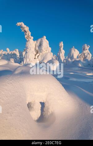 Iso Syote; Trees in Winter; Finland Stock Photo