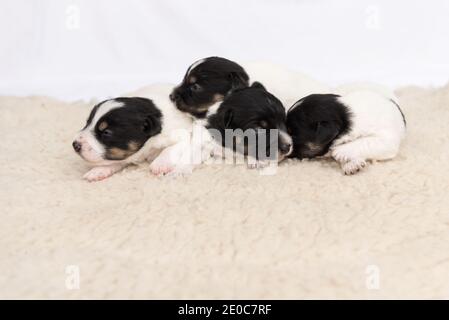 Little cute Jack Russell puppy dogs 14 days old lie side by side on a blanket in front of white background Stock Photo