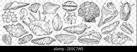 Hand drawn seashells doodle set. Collection of pencil chalk drawing sketches different shape bivalve mollusc shells isolated on transparent background Stock Vector