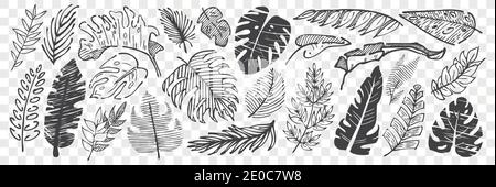 Hand drawn leaves doodle set. Collection of pencil chalk drawing sketches different shape tree foliage isolated on transparent background. Part of pla Stock Vector