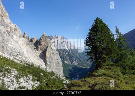 Summer mountain landscape with big fir tree background Stock Photo