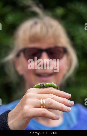 Puss Moth Larva; Cerura vinula; On Woman's Hand; UK Stock Photo