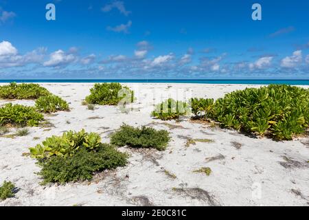 Bird Island; Seychelles Stock Photo