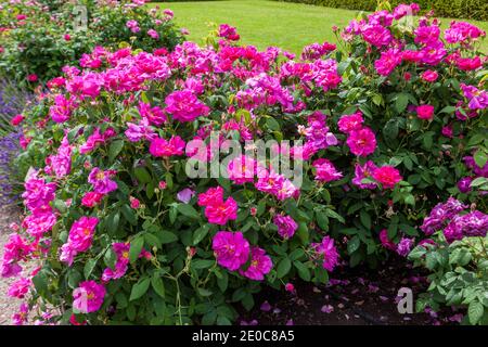 'Agatha Incarnata' French rose, Gallicaros (Rosa gallica) Stock Photo