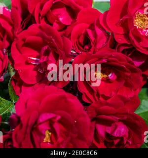 'Flammentanz' Climbing Rose, Kordesiiros (Rosa kordesii) Stock Photo