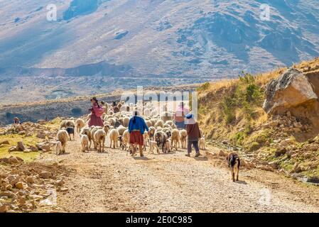 Rural Peru - Sept. 4, 2011. Members of a Peruvian family guide a herd of sheep and llamas along a dirt road in a mountainous, dry, rocky landscape. Stock Photo