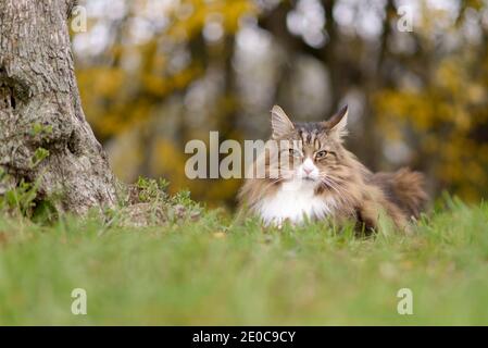 beautiful Norwegian forest cat rests near an olive tree Stock Photo