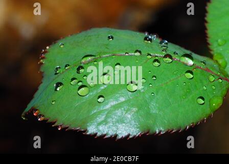 many raindrops on a green leaf in the sun and spring Stock Photo