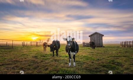 Cows enjoy the sunset under a dramatic sunset in northern California. Stock Photo