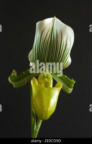 The distinctive form of the Lady Slipper or Venus Slipper Orchid. Native to SE Asian these tropical blooms are popular indoor plants worldwide. Stock Photo