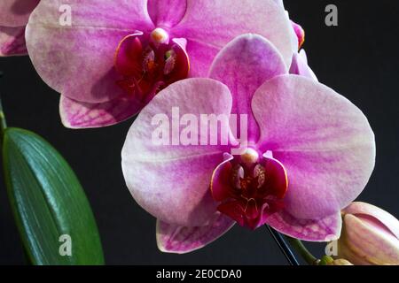 The Moth Orchid is one of the most popular of the tropical orchids for indoor home displays. Originating in SE Asia they are now mass propagated Stock Photo