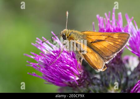Rostfarbiger Dickkopffalter, Rostfarbiger Dickkopf-Falter, Rostfarbiger Dickkopf, Dickkopffalter, Männchen, Ochlodes sylvanus, Ochlodes venatus, Ochlo Stock Photo