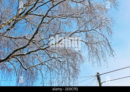 Snow on trees, snow covered trees, snowy beautiful trees on a winter day and blue sky in Manchester, England Stock Photo