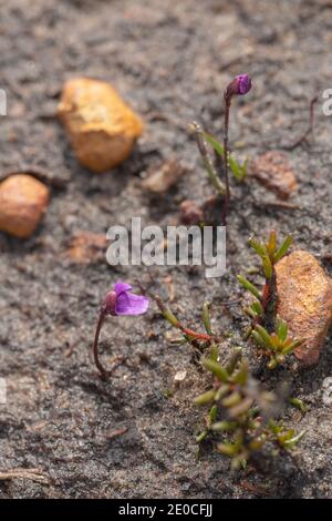 pink flower of the Bluecoat (Utricularia simplex), a very small Bladderwort found along a road close to Walpole in Western Australia Stock Photo