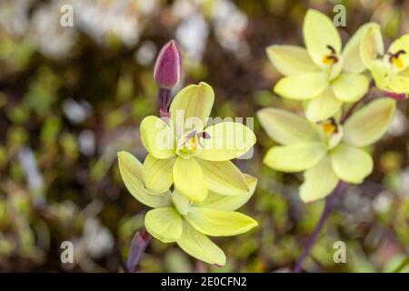 group of yellow flowers of the sun orchid Thelymitra antennifera in natural habitat close to Walpole in Western Australia Stock Photo