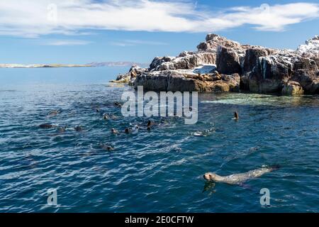 California sea lions (Zalophus californianus), near a reef in the San Jose Channel, Baja California Sur, Mexico Stock Photo