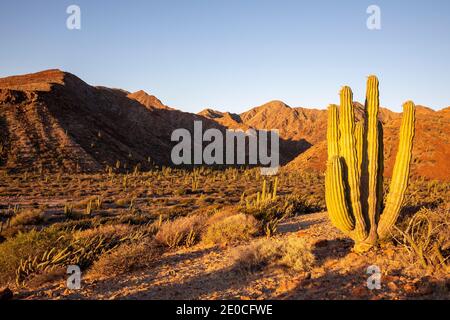 Mexican giant cardon cactus (Pachycereus pringlei), at sunrise on Isla San Esteban, Baja California, Mexico Stock Photo