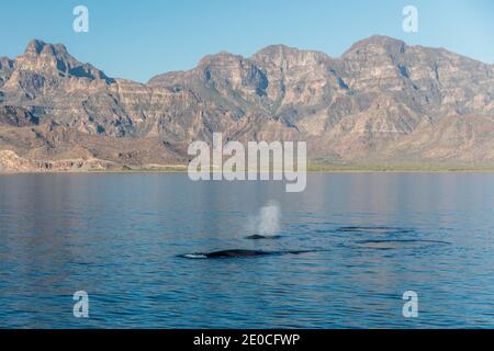 Adult fin whales (Balaenoptera physalus) surfacing in Loreto Bay National Park, Baja California Sur, Mexico Stock Photo