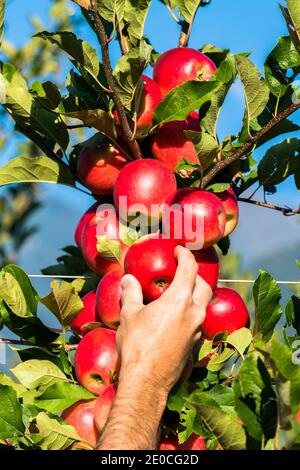 Hand of farmer man picking red apples from tree in the orchard, Valtellina, Sondrio province, Lombardy, Italy, Europe Stock Photo