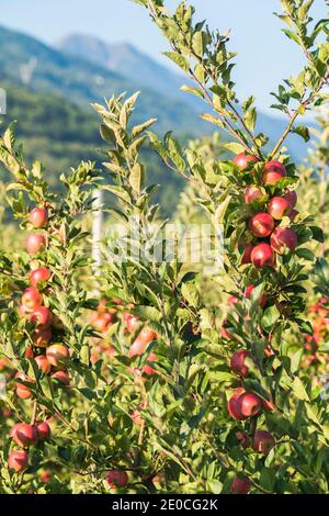 Juicy red apples on apple tree branch in the orchard, Valtellina, Sondrio province, Lombardy, Italy, Europe Stock Photo