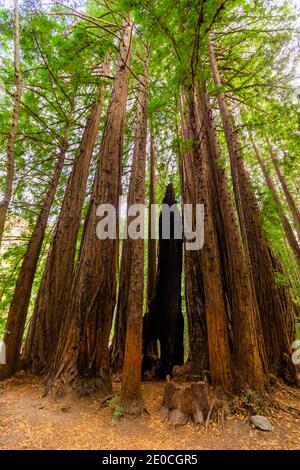 Beautiful giant redwoods, Big Sur, California, United States of America Stock Photo