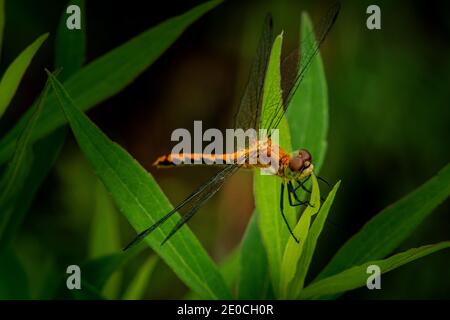 Dragonfly resting on plant Stock Photo