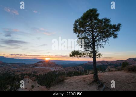 Pine tree on clifftop above the Queen's Garden near Sunrise Point, sunrise, Bryce Canyon National Park, Utah, United States of America Stock Photo