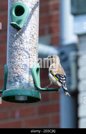 Juvenile goldfinch on bird feeder Stock Photo