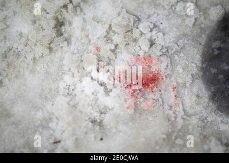 Minneapolis, Minnesota, USA. 31st Dec, 2020. Blood soaked into the snow where a man was killed by police during an officer involved shooting the day before. The site was 1 mile away from where former officer Derek Chauvin killed George Floyd the day before. (Credit Image: © Chris JuhnZUMA Wire) Stock Photo